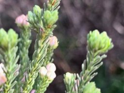 Erica baccans new stem-tip growth
